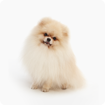 포메라니안